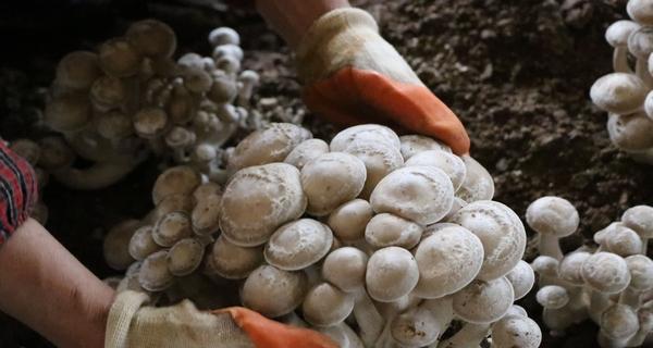 鹿茸菇的栽培技术有哪些？具体方法是什么？