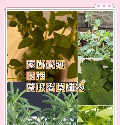 香草小镇里的植物有哪些？香草小镇的特色植物介绍？