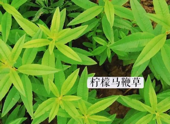 香草小镇里的植物有哪些？香草小镇的特色植物介绍？