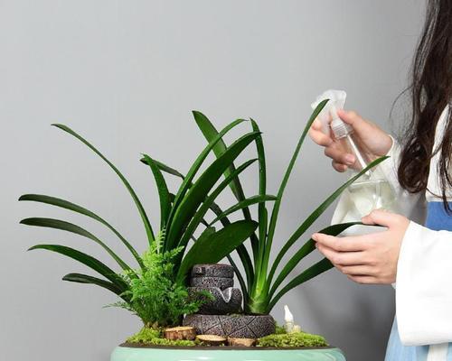 上海网红君子兰的生活秘诀是什么？