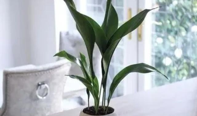 上海网红君子兰的生活秘诀是什么？