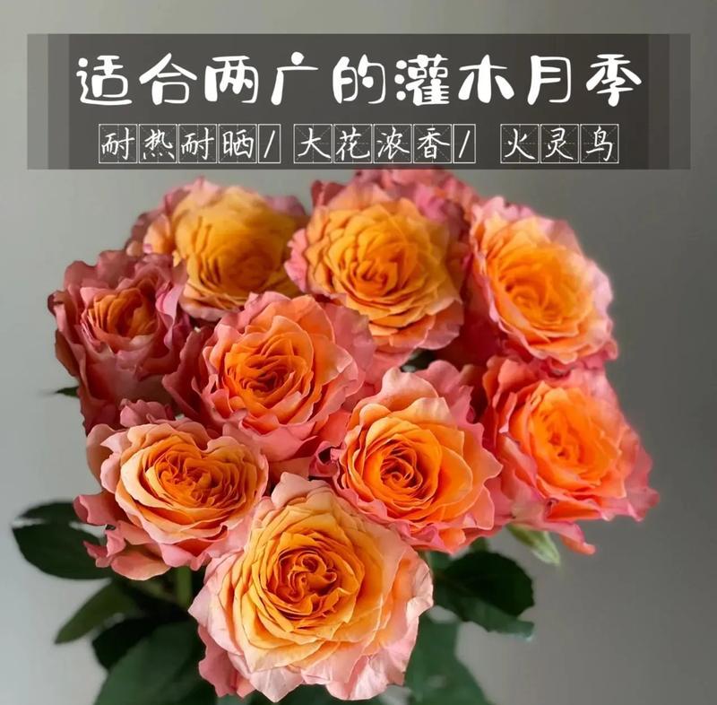 猩猩精灵月季的养护技巧是什么？