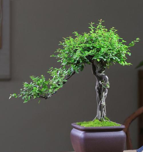 波斯丁香盆景养护技巧有哪些？