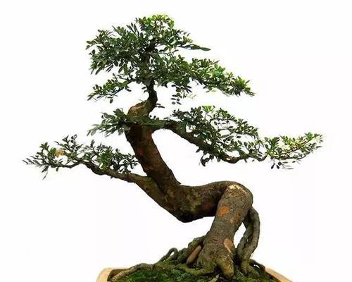波斯丁香盆景养护技巧有哪些？