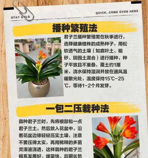 君子兰用什么繁殖最好？哪种方法最适合？