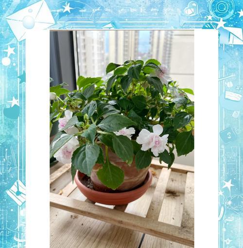 未封闭阳台适合养哪些花卉？