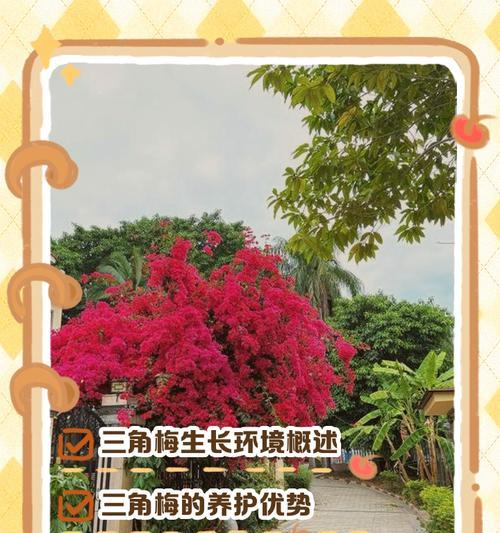 三角梅生长缓慢的解决办法是什么？