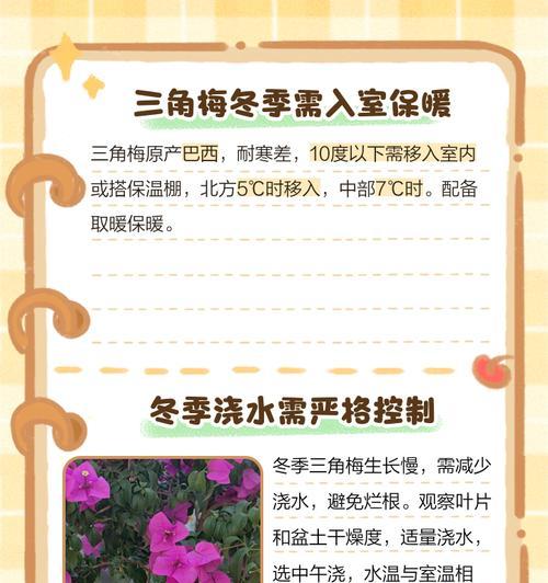 三角梅生长缓慢的解决办法是什么？