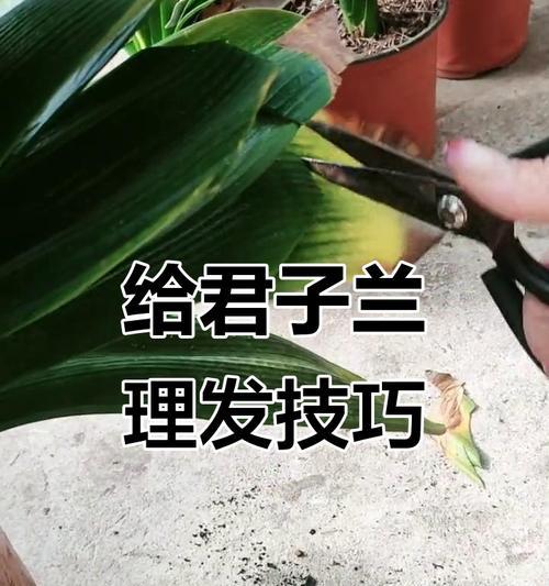 君子兰修剪技巧有哪些？