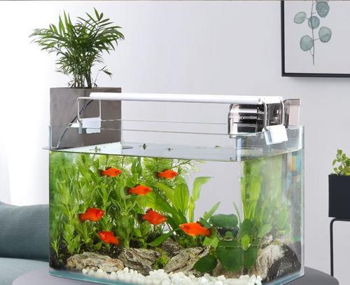 六角恐龙水生植物有哪些种类？如何养护？