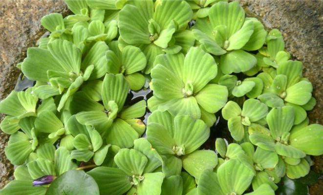 群峰水生植物种类？有哪些推荐？