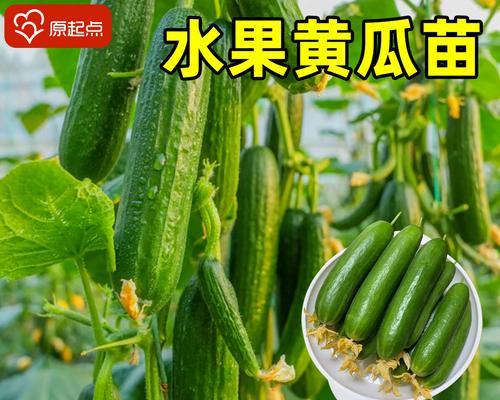 旱瓜栽培技术要点？有哪些高效栽培方法？
