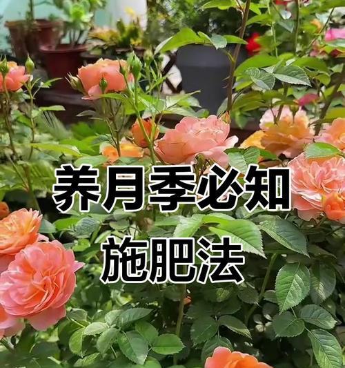 养花枝需要掌握哪些技巧？
