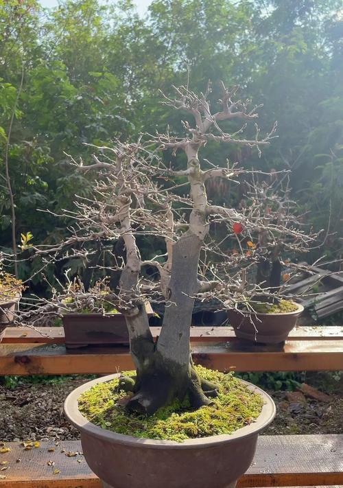 老鸭柿开完花叶子发黄怎么办？如何进行有效处理？