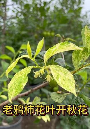 老鸭柿开完花叶子发黄怎么办？如何进行有效处理？