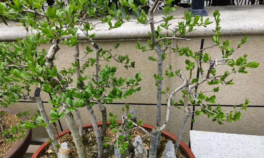 老鸭柿开完花叶子发黄怎么办？如何进行有效处理？