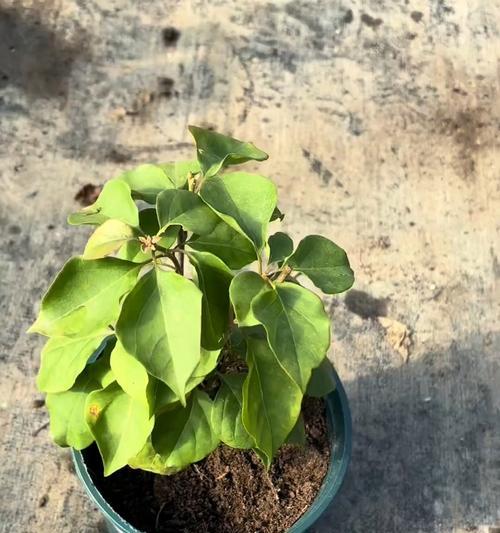 三角梅公枝条修剪技巧有哪些？怎样修剪促进开花？