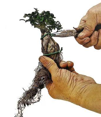 阳台石头盆景制作步骤是什么？