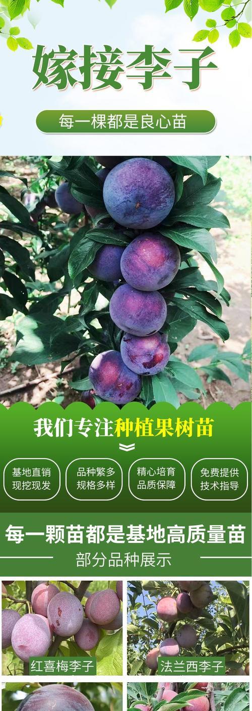 西梅繁殖栽培的关键技术要点是什么？