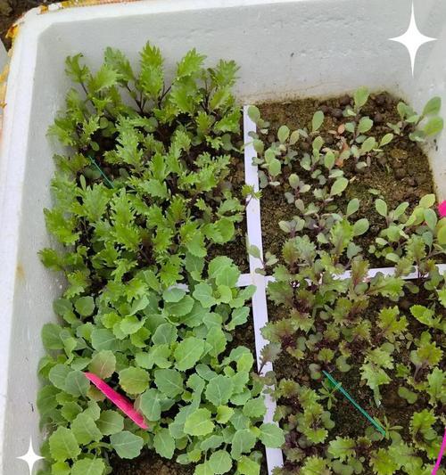 种子天竺葵白星小苗的养护方法是什么？