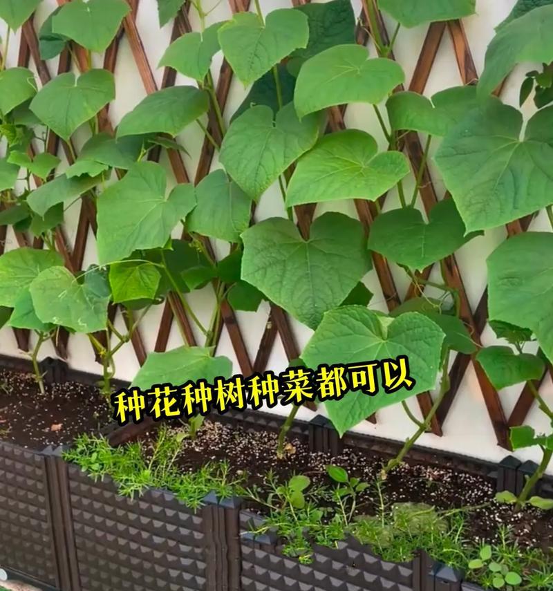 天竺葵蓝色妖姬苗的养殖技巧有哪些？