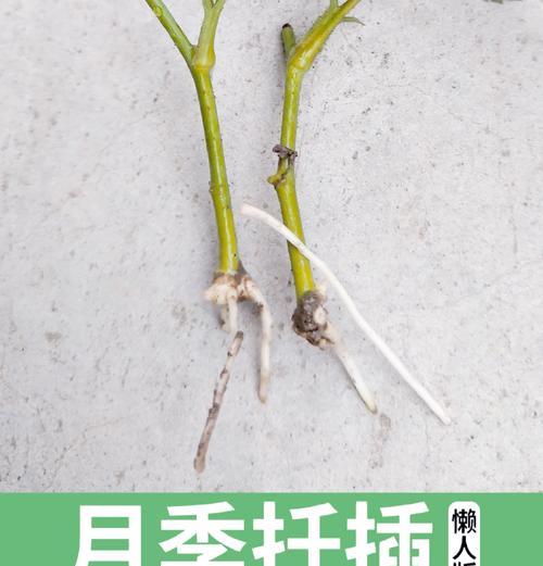 月季花伤口消毒的正确方法是什么？