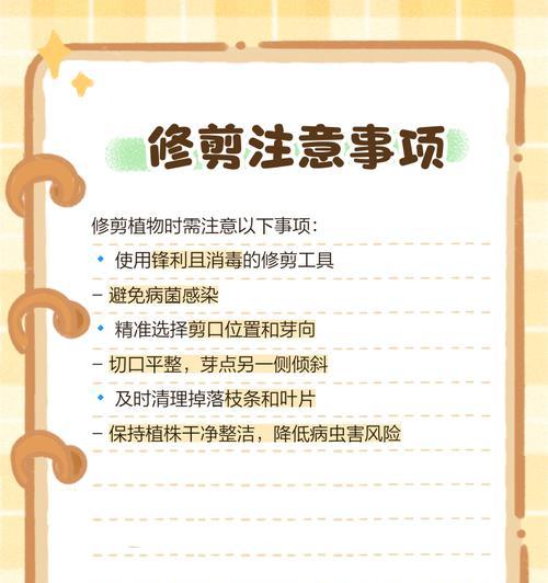 月季花伤口消毒的正确方法是什么？