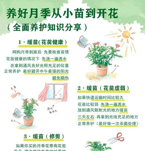 月季花伤口消毒的正确方法是什么？