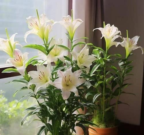 自家阳台养什么呢花好？哪些植物适合阳台种植？