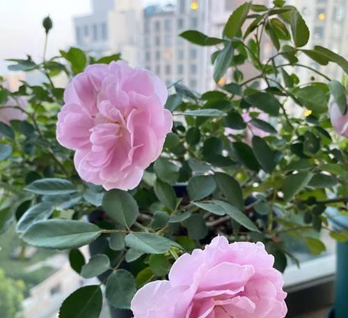 自家阳台养什么呢花好？哪些植物适合阳台种植？