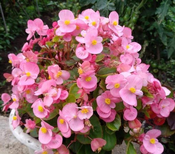 自家阳台养什么呢花好？哪些植物适合阳台种植？