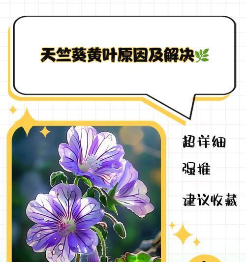 天竺葵分叉少的解决方法是什么？