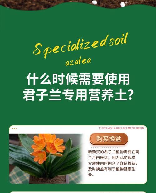 圆叶君子兰用什么土养？适合圆叶君子兰的土壤类型有哪些？