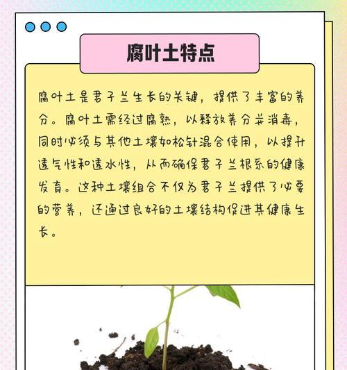 澳毛君子兰的适宜栽培土壤是什么？
