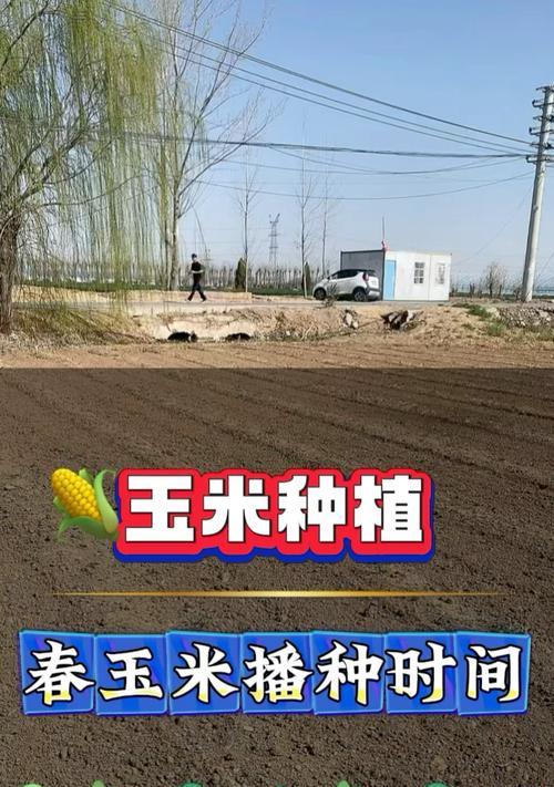玉米春季播种后何时收获？