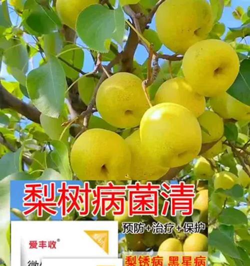 梨树落叶黄化是何原因？如何预防和处理？