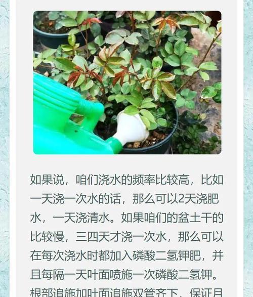月季浇透水的正确步骤是什么？