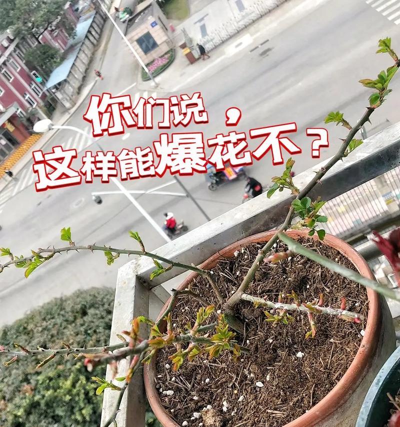 月季浇透水的正确步骤是什么？