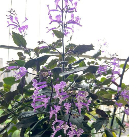 北方半阴阳台适合养的花有哪些？如何选择适合北方半阴阳台的花？