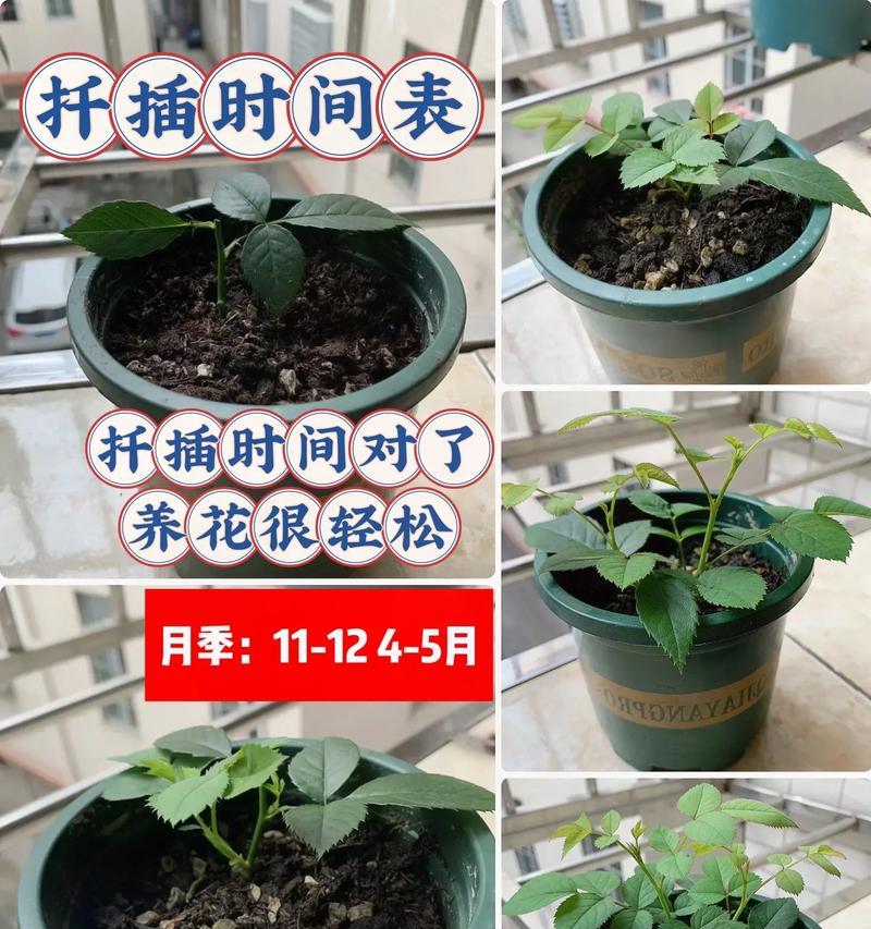 家里如何扦插月季花？