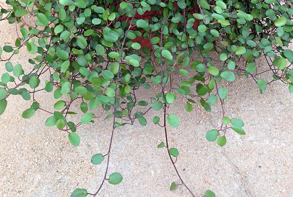 垂吊观赏植物品种推荐？哪些植物适合垂吊种植？