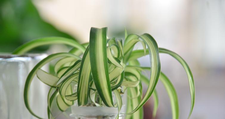 垂吊观赏植物品种推荐？哪些植物适合垂吊种植？