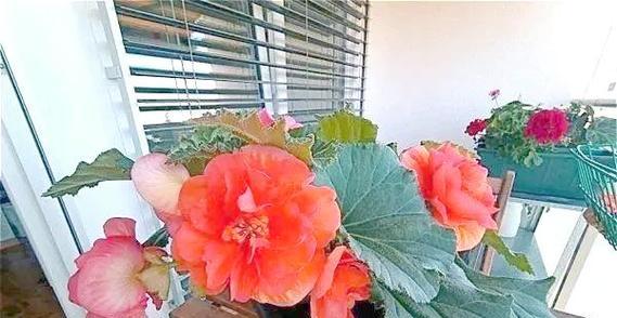 朝北向阳台适合种植哪些花卉？