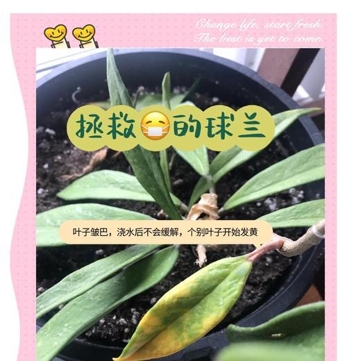 绣球花叶子发黄怎么办？如何解决绣球花叶子发黄的问题？