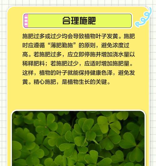 心形叶子发黄的原因是什么？如何处理发黄的叶子？