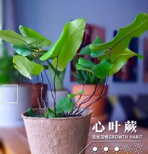 心形叶子发黄的原因是什么？如何处理发黄的叶子？