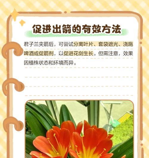 君子兰花剑如何辨别？辨别技巧有哪些？
