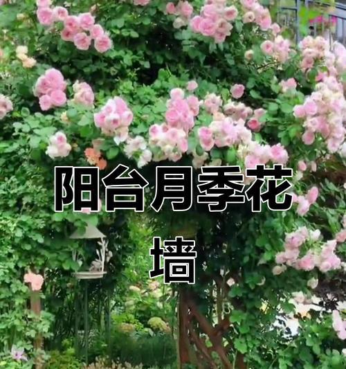 阳台花瀑布适合种植什么品种的月季？如何选择合适的月季品种？