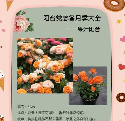 阳台花瀑布适合种植什么品种的月季？如何选择合适的月季品种？
