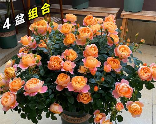 阳台花瀑布适合种植什么品种的月季？如何选择合适的月季品种？